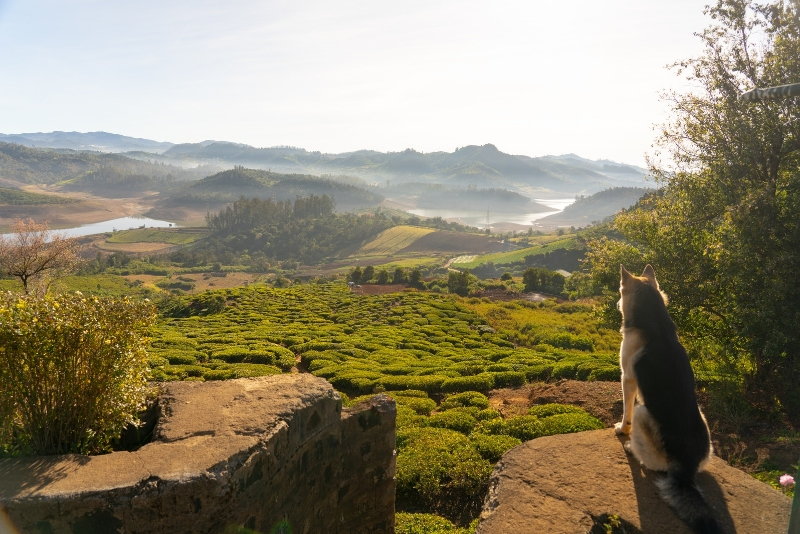 Tea Garden Walks with Benoit Siat